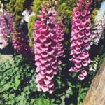 熱海のハーブ＆ローズガーデンに行ってきました♪