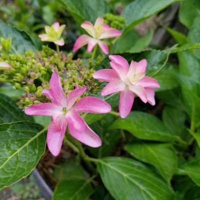 イキイキ輝き☆素材だより・ミラクル編