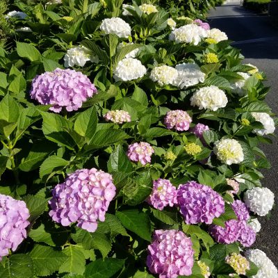 作ってみました！ちょこっと薬膳・つづき