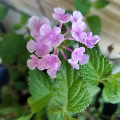 小腹と薬膳とワタシ・ちょっこと薬膳編