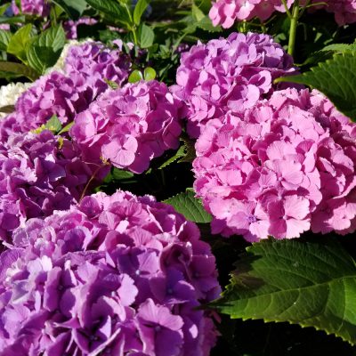 イキイキ輝き☆素材だより・お花編/アジサイその２