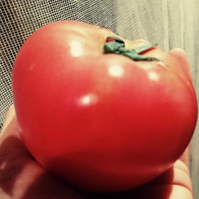 トマトが赤くなると・・・