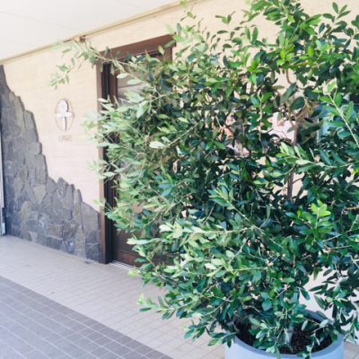 駅南店のシンボル 夫婦の木♡