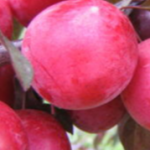 すもももももももものうち＾＾