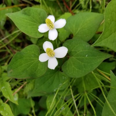 イキイキ輝き☆素材だより・美肌編