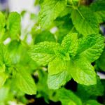 始まりました！ミント！