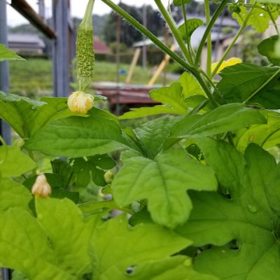 イキイキ輝き☆素材だより・土用丑の日編