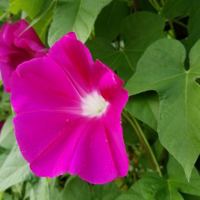 小腹と薬膳とワタシ・薬膳編