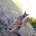 ～ぶらりぃ旅～　inオーストラリア