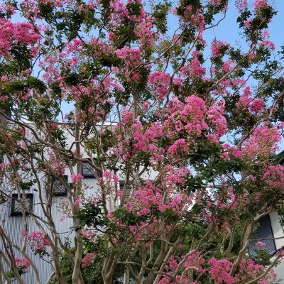 イキイキ輝き素材だより・ レベルアップのきっかけ