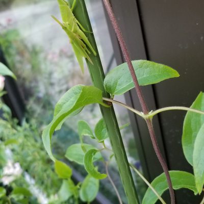 イキイキ輝き素材だより・アンテナ編②