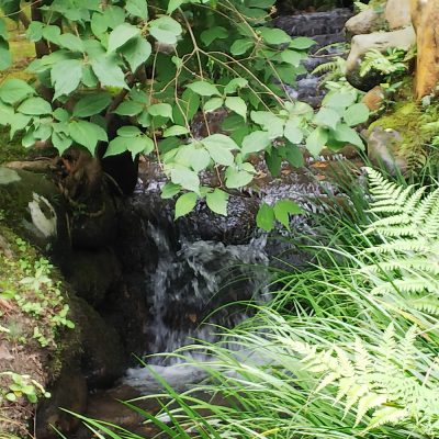 自然のめぐみから