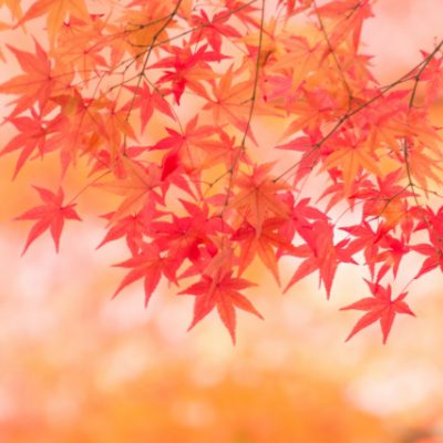 一番好きな季節