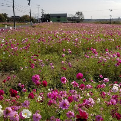 イキイキ輝き素材だより・冬支度編