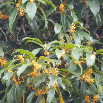 アロマオイルで癒し