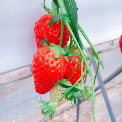 この季節がやってきましたね♪♪