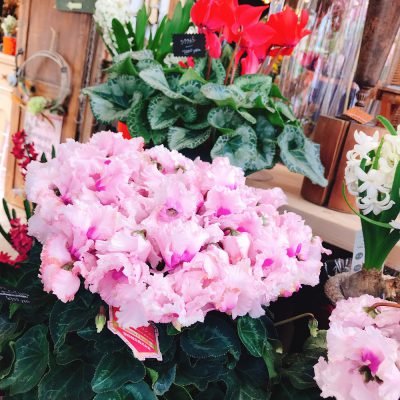 みなさん知ってました(*´ω｀*)？