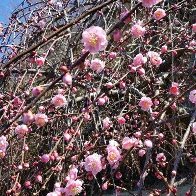 イキイキ輝き素材だより・季節を感じる、自分に意識を向ける大切さ