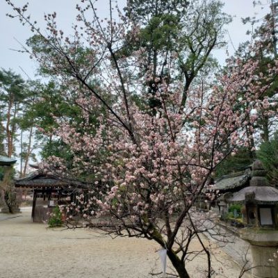 お花をもとめてお散歩