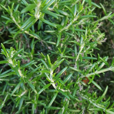 おでかけ日和かな！