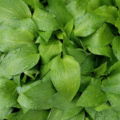 小腹と薬膳とワタシ・薬膳(少し優しく、少し勇気を)