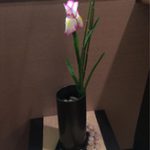 心のうるおい、季節のお花が届きました♪