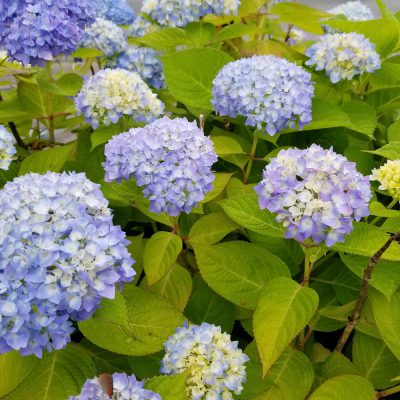 イキイキ輝き素材だより・待っていました♪