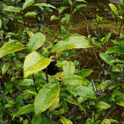 梅雨のトラブル