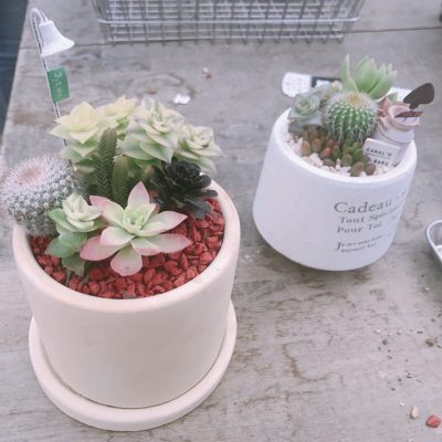 寄せ植え初体験☆彡