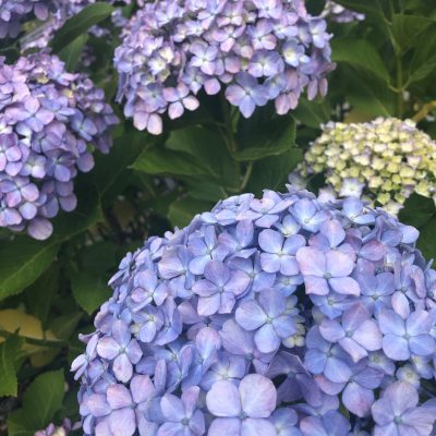 梅雨の頭痛を乗りきろう