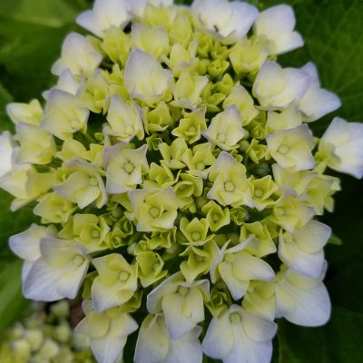 イキイキ輝き素材だより・蟷螂生