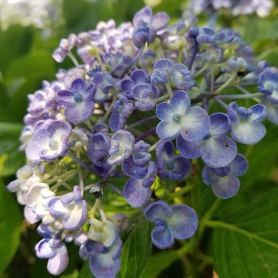 イキイキ輝き素材だより・梅雨時期のおうちケア