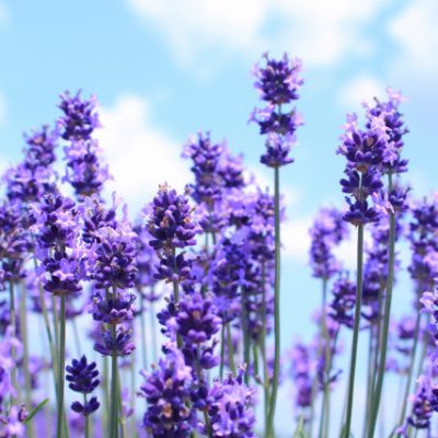 この季節の癒しには