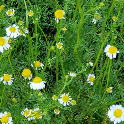 リラックスのおすすめ☆