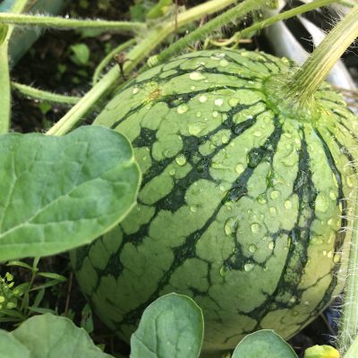 スイカで日焼け対策