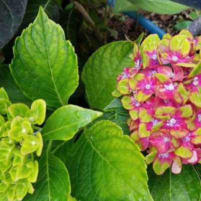 小腹と薬膳とワタシ・プチ薬膳/野菜の選び方☆