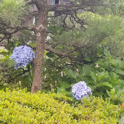 イキイキ輝き素材だより・育てる楽しみを味わう