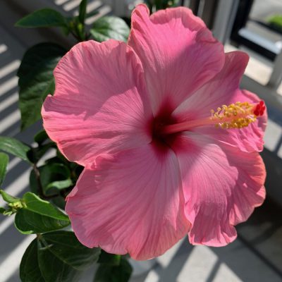 夏がやってきた!