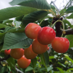 サクランボの季節☆彡