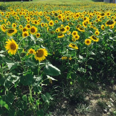 紫外線にも乾燥にも負けない肌へ！