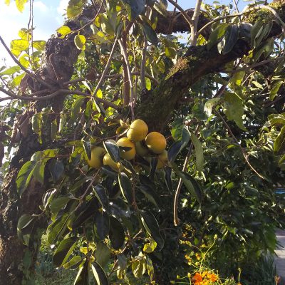 旬の物で体も元気に!