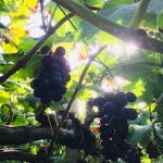 旬のフルーツで乾燥対策♪