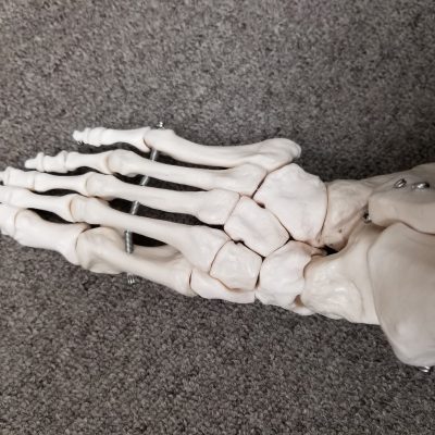 美ボディの必須