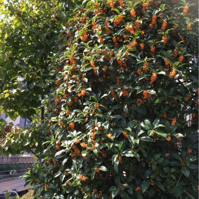 金木犀の香りに寄せて