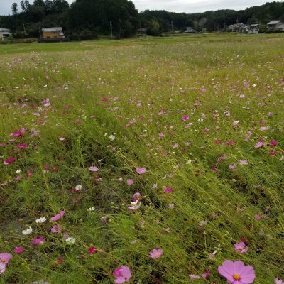 小腹と薬膳とワタシ・秋を探して