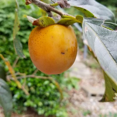 イキイキ輝き素材だより・テンション↑↑