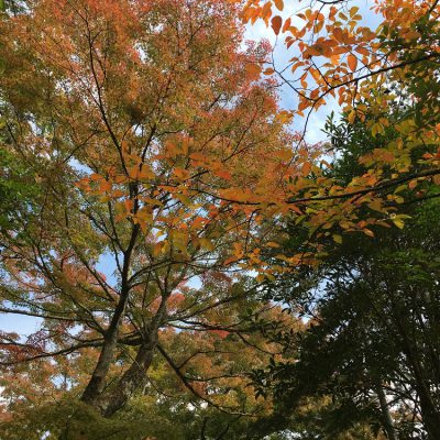 亜樹（秋）のミナモト