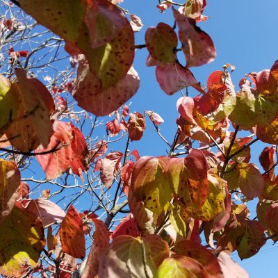小腹と薬膳とワタシ・今時期の小腹サポート
