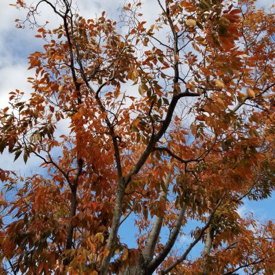 イキイキ輝き素材だより・ポーチの中身編