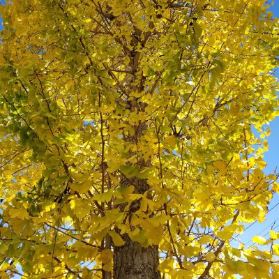 イキイキ輝き素材だより・エールのおもてなし